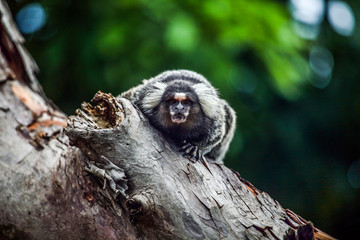 macaco(sagui) em arvore.foto Ricardo Benichio