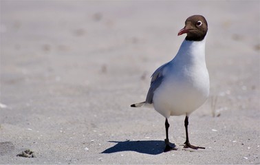 Möwe