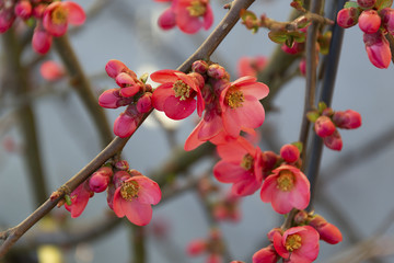 Fototapeta na wymiar Fleurs de pommier du Japon