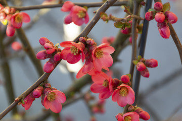 Fleurs de pommier du Japon