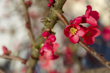 Fleurs de pommier du Japon