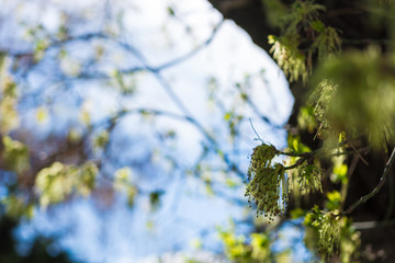 spring on the trees