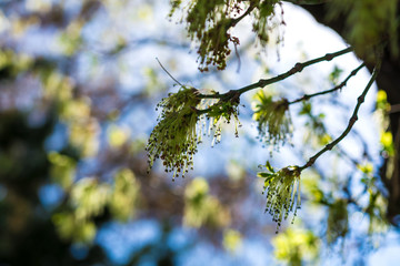 spring on the trees
