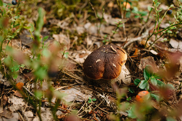 Picking mushrooms and cranberries in forest in the summer or early autumn. Summer days. Mushrooms and berries are growing in warm green, thick, wet moss layer.