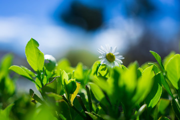 Obraz premium spring daisy over a green bush