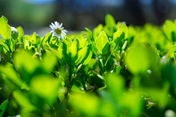 spring daisy over a green bush