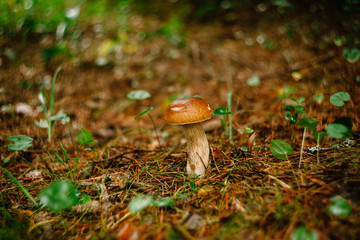 Picking mushrooms and cranberries in forest in the summer or early autumn. Summer days. Mushrooms and berries are growing in warm green, thick, wet moss layer.
