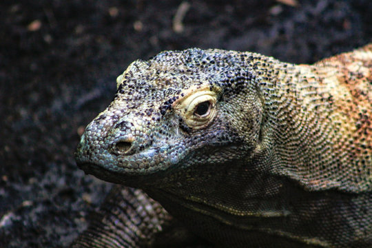 A wild big komodo dragon (varanus komodoensis) rests its head on piece of wood nearby the ranger station in Komodo Island