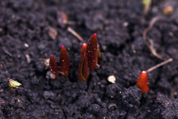 The germination of tulips in the garden