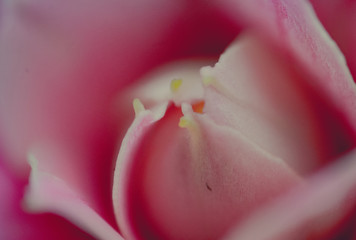 Kwiat blåmster flower macro makro mikro micro Hydrangea Hortensja  © Dreamnordno
