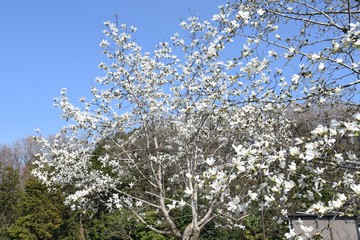 Magnolia kobus blossoms and blue sky match and enjoy the feeling of spring.