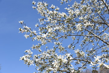 Magnolia kobus blossoms and blue sky match and enjoy the feeling of spring.