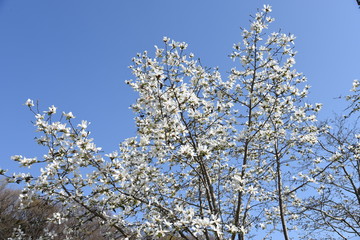 Magnolia kobus blossoms and blue sky match and enjoy the feeling of spring.