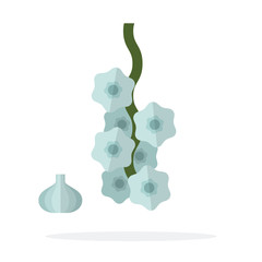 Garlic in a bunch and a head of garlic near flat isolated