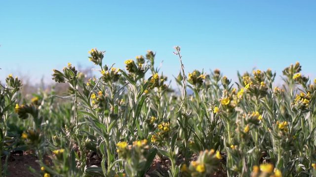 Close Up, budding yellow Bladderpod wildflowers in California Mojave Desert