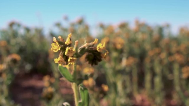 Yellow bladderpod wildflowers starting to blossom in Mojave Desert, Macro Slider