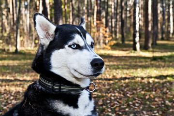 Naklejka na ściany i meble Dog breed Siberian husky portait in golden autumn forest