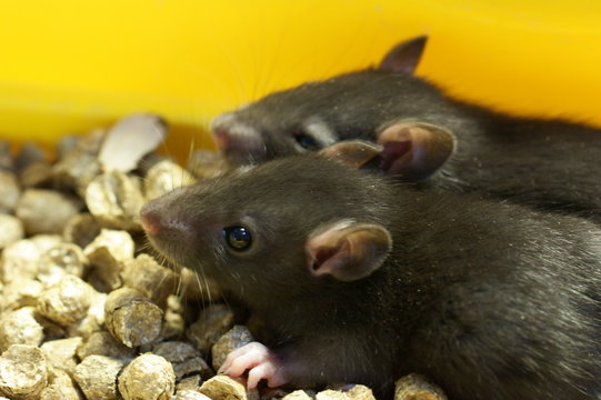 Ratas