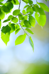 Elm tree (Ulmus laevis) leaves in a forest. Selective focus and shallow depth of field.