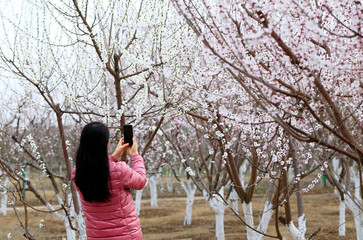 Peach blossom in the garden