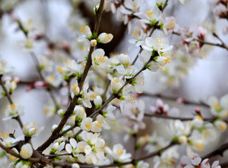 Peach blossom in the garden