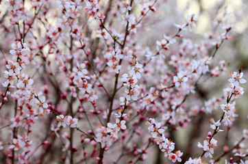 Peach blossom in the garden