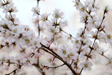 Peach blossom in the garden