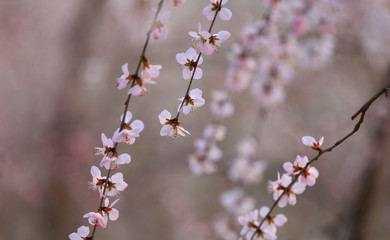 Peach blossom in the garden