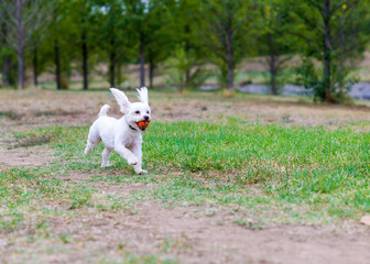 funny white dog with floppy ears running with ball