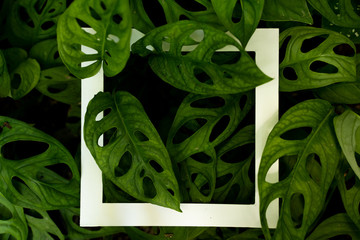Monstera Adansonii or swiss cheese plant pattern green background