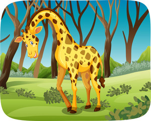 A giraffe in the forest © blueringmedia