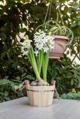 Growing plants.The white hyacinths