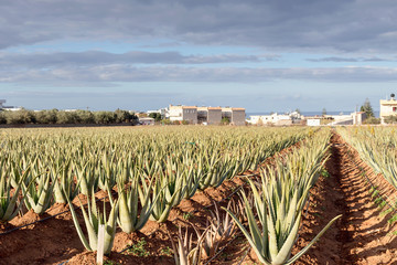 Aloe Vera grows on the beds