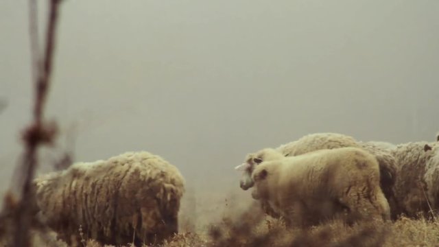 Sheep farm in the mountains on foggy spring morning. Shot. Sheep graze on yellow meadow