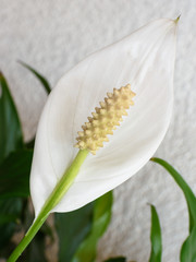 Planta cuna de Mois&eacute;s con fondo blanco 