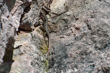 Lizard sunbathing on a rock. Taken in Madeira