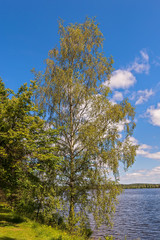 The birch tree on the bank of Vuoksi river near the city of Imatra.Finland