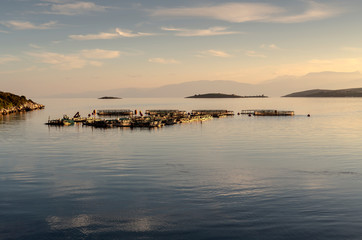 Growing fish in the open sea (Greece)