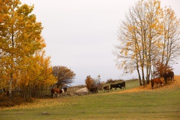 Autumn forest nature. Vivid morning in colorful forest with sun rays through branches of trees.savsat/artvin/TURKEY
