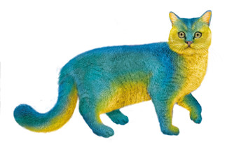 chat, coloré, chaton, animal, joli, isolé, animal de compagnie, blanc, félin, domestique, fourrure, jeune, britannique, bébé, petit, adorable, chat, animal de compagnie, beau, animal, mammifère, bleu,