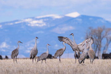 Sandhill Cranes Gathered in a Field on a Cold Spring Morning