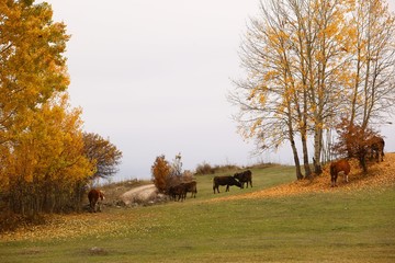 Autumn forest nature. Vivid morning in colorful forest with sun rays through branches of trees.savsat/artvin/TURKEY