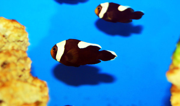 Saddleback Clownfish - (Amphiprion polymnus)