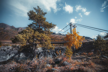 Autumn scenery: cliffy riverbank, a cedar or a pine tree in the foreground, suspension bridge partly hidden by yellowed fall birch, mountain ridge overgrown with native grasses in the background