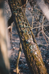 Holz, Baum, Efeu, Grün, Winter, Frühling, Hintergrund, Textur, Rinde, Hell, Ranken 