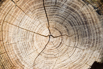 Naklejka premium Baum, Textur, Hintergrund, Braun, Alter, ringe, Natur, schwarz