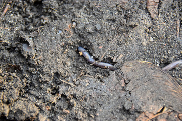 Regenwurm, Regenwürmer, Wurm, Buddeln, Graben, Unter der Erde, Lang 