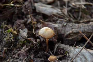 Pilz, Mushroom, Wald, Unterholz, Hintergrund, Natur, Herbst, Frühling 