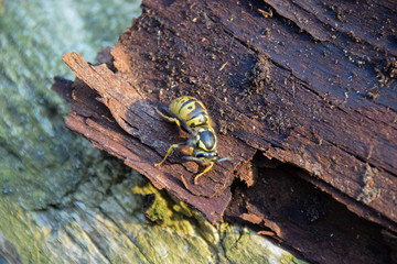 Wespe, Winterschlaf, Königin, Insekt, Makro, Gestreift, schlafen, Gelb, Schwarz 