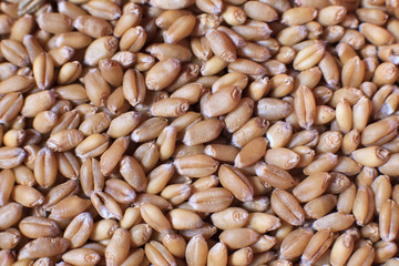 close up of ripe wheat grains